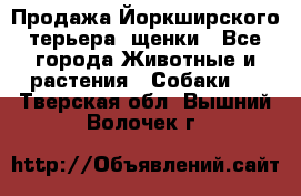 Продажа Йоркширского терьера, щенки - Все города Животные и растения » Собаки   . Тверская обл.,Вышний Волочек г.